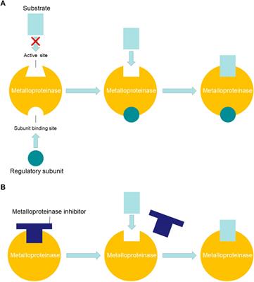 Synergistic Effect of Proteinase Activity by Purification and Identification of Toxic Protease From Nemopilema nomurai